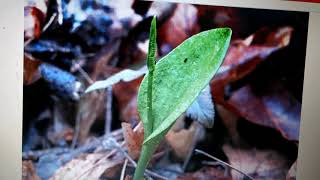 Vd1 Lifecycle of Ophioglossum [upl. by Zeuqcaj]