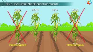 An Introduction To Plant Breeding [upl. by Couhp]