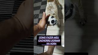 Como Fazer Meu Cachorro Dormir Na Hora 2024😴 [upl. by Elana650]