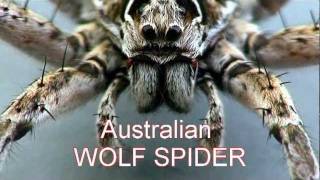 Australian Wolf Spider quotHoppyquot closeup of genus pardosa [upl. by Kasper811]