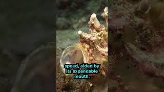 Frogfish Facts [upl. by Geiger]