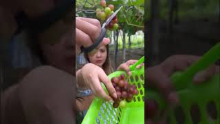 Grapes harvest food shorts [upl. by Kinsler]