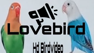 Relaxing Bird 🐦  4kreels 👌 Lovebird video Relaxing Bird 🐦 lovebird video [upl. by Giaimo]