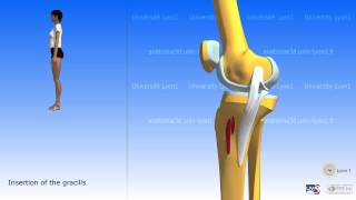 The sartorius and the muscles of the pes anserinus [upl. by Carlotta]