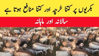 Goat farming yearly and monthly expenditure and profit  chakwal goat farm  majid shabbir [upl. by Anyala]