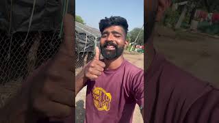 Gaiye ko yesha kiyu kr rahe he 😱 mini vlog cow gircrosscowmilk animalfarming [upl. by Rma528]