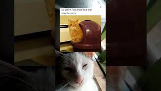 Ollie reacts to craze memes  cat memes shorts [upl. by Margherita657]