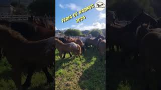 💪🐎🏔️FERIA DE RASINES 2024🏔️🐎 horse horsebreed caballos horselovers [upl. by Nemzaj]