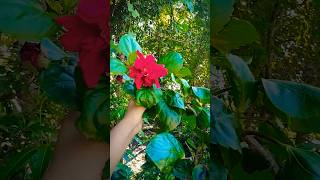 Rose flower🌹😘 pleasesubscribemychannel sanjidasanju flowersshorts flowers rose short yt [upl. by Ahkeber]