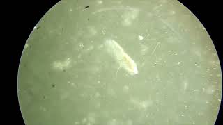 Paramecium Ciliary Movement [upl. by Luo]