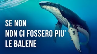 Come Sarebbe La Terra Se Non Ci Fossero Le Balene [upl. by Nah]