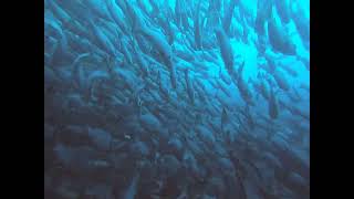 Schooling Fish Malpelo Island [upl. by Kosak]