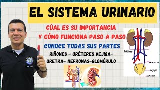 EL APARATO O SISTEMA URINARIO NEFRONAS RIÑON URETERES VEJIGA EXPLICADO CON DETALLE SISTEMA EXC [upl. by Auahsoj138]