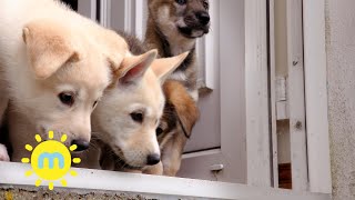 Ep8 The Secret Life Of Puppies  Tamaskan Puppies  Milkshake [upl. by Mehalek638]