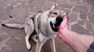 Adorable czechoslovakian wolfdog loves nibbling hands [upl. by Enyamart416]