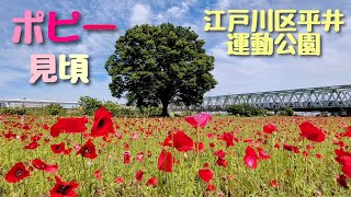 江戸川区 平井運動公園 ポピーひなげし見頃 2024年5月14日撮影 [upl. by Landahl]