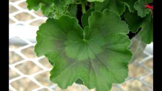 Geraniums [upl. by Niki]