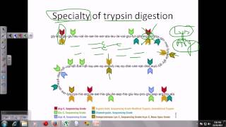 Trypsin digestion [upl. by Cristabel942]