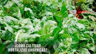 Cómo cultivar hortalizas orgánicas  TvAgro por Juan Gonzalo Angel Restrepo [upl. by Dosi878]