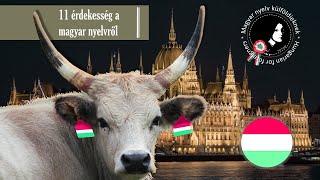 11 érdekesség a magyar nyelvről │ 11 fun facts about Hungarian │ Hungarian for foreigners [upl. by Inessa]