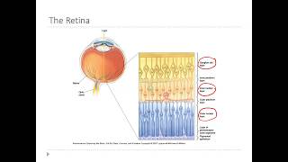 OSSM Neuro Chapter 9  Layers of the Retina [upl. by Rramel739]