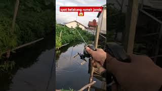 mancing gabus di belakang rumah janda anak satu fishing shinzhofishing mancing [upl. by Anirbys]