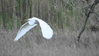 Great Egret Flying [upl. by Alaster]