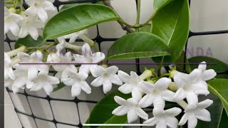 Madagascar Jasmine Planting amp Replanting Tips  Stephanotis floribunda Sweet Scented Flowers [upl. by Anaicul863]