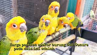 Buying a Sun Conure in Thailand MustSee Exotic Bird Market [upl. by Othe]