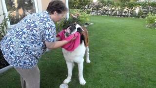 Saint Bernard  Stormy  eating his lunch 20110716MP4 [upl. by Bohon]