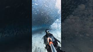 diving scubadiving scuba insta360x3 [upl. by Ledif283]