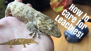 Leachianus Gecko Care Leachie  New Caledonian Giant Gecko [upl. by Adley]