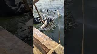 Cormorants join forces to catch a 50cm fish [upl. by Salkcin]