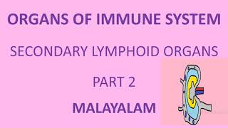 ORGANS OF IMMUNE SYSTEM  SECONDARY LYMPHOID ORGANS  LYMPHNODES  SPLEEN  MALT  MALAYALAM [upl. by Llemej]