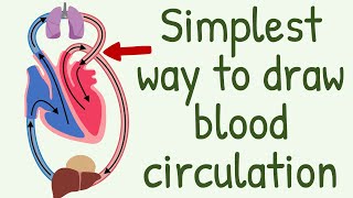 The Simplest way to show the blood circulation  Systemic Circulation amp Pulmonary Circulation [upl. by Nnylg641]