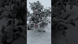 Rose Bush still Budding in November snowfall rosebush chicagoland [upl. by Athiste]