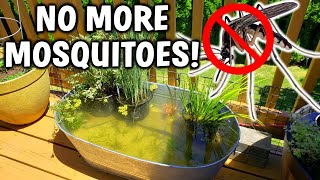 3 EASY Ways To PREVENT Mosquitoes In Your Pond [upl. by Nosduj]