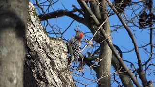 Redbellied Woodpecker New Paltz New York USA [upl. by Delaney]