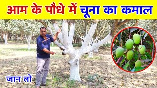 आम के पौधे में ये क्यों है जरूरी 🌳 aam ke paudhe mein ye lagane ke fayde 🥭 aam ki kheti [upl. by Gninnahc]