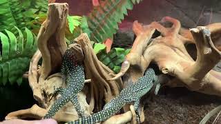 Mangrove Monitors For Sale [upl. by Mcgrody212]