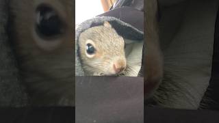 🐿 pocket squirrel squirrel cute babysquirrels [upl. by Ddot392]