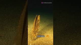 Part1 quotExploring Phylum Mollusca  PhylumMollusca Class11Biology BiologyExplained [upl. by Roots]