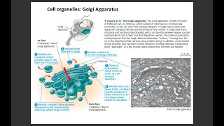 Lecture 4 Golgi Apparatus [upl. by Hoyt]