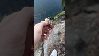 fishing badfish bassfishing giantbass bass fish lake baitball fishingbait bait [upl. by Brendon546]