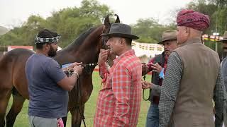 Marwari Horse Show 2024 part5 [upl. by Koerlin]