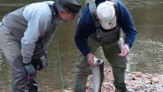 Steelhead Fishing 10262014 christmas tree [upl. by Nordna]