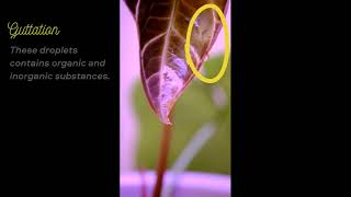 Guttation  What is it and Why does it occur on our houseplants [upl. by Anetsirk]