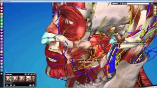 Dental Gross Anatomy Lab 12 Infratemporal Fossa [upl. by Bard]