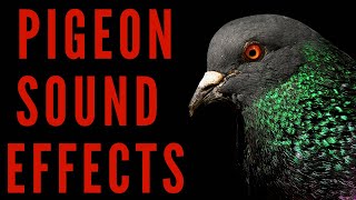 PIGEON SOUND EFFECTS  How Does Pigeon Sounds  maktubytv [upl. by Noni]