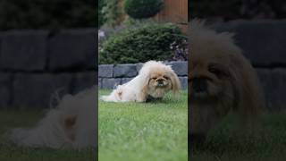 The beautiful Pekingese dog [upl. by Lu624]